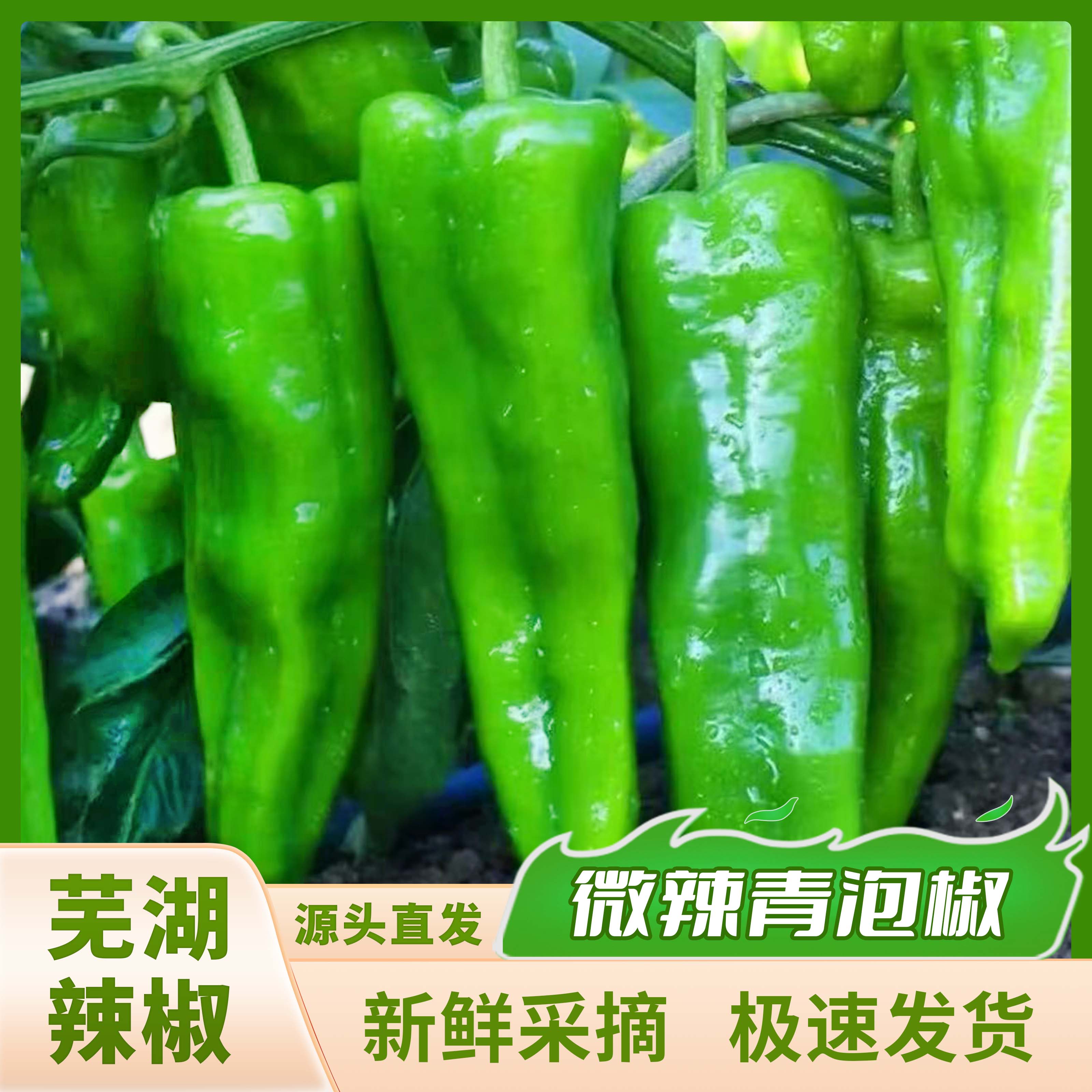 芜湖青椒-新鲜采摘青辣椒口感脆嫩青泡椒可做辣椒酱农家自种