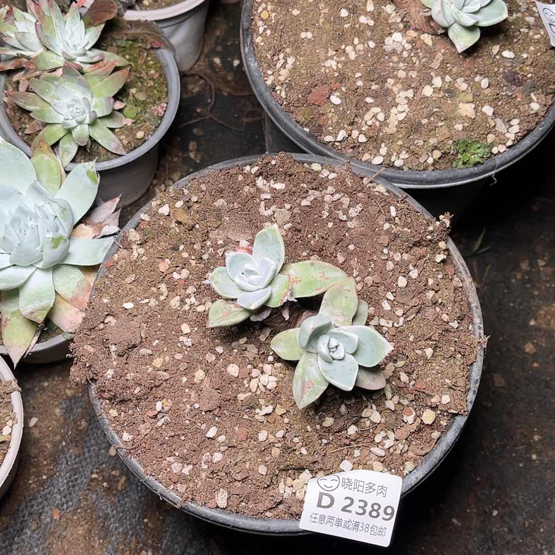 2389泡芙仙女杯多肉