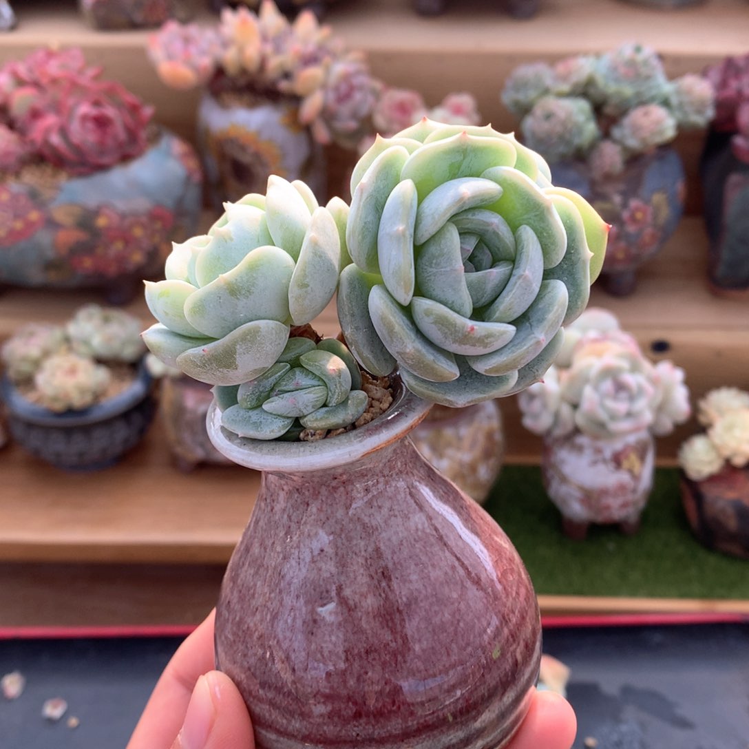 劳林一物一拍整群4头