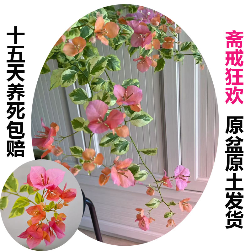 斋戒狂欢(三角梅)原生大苗四季开花老桩爬藤植物