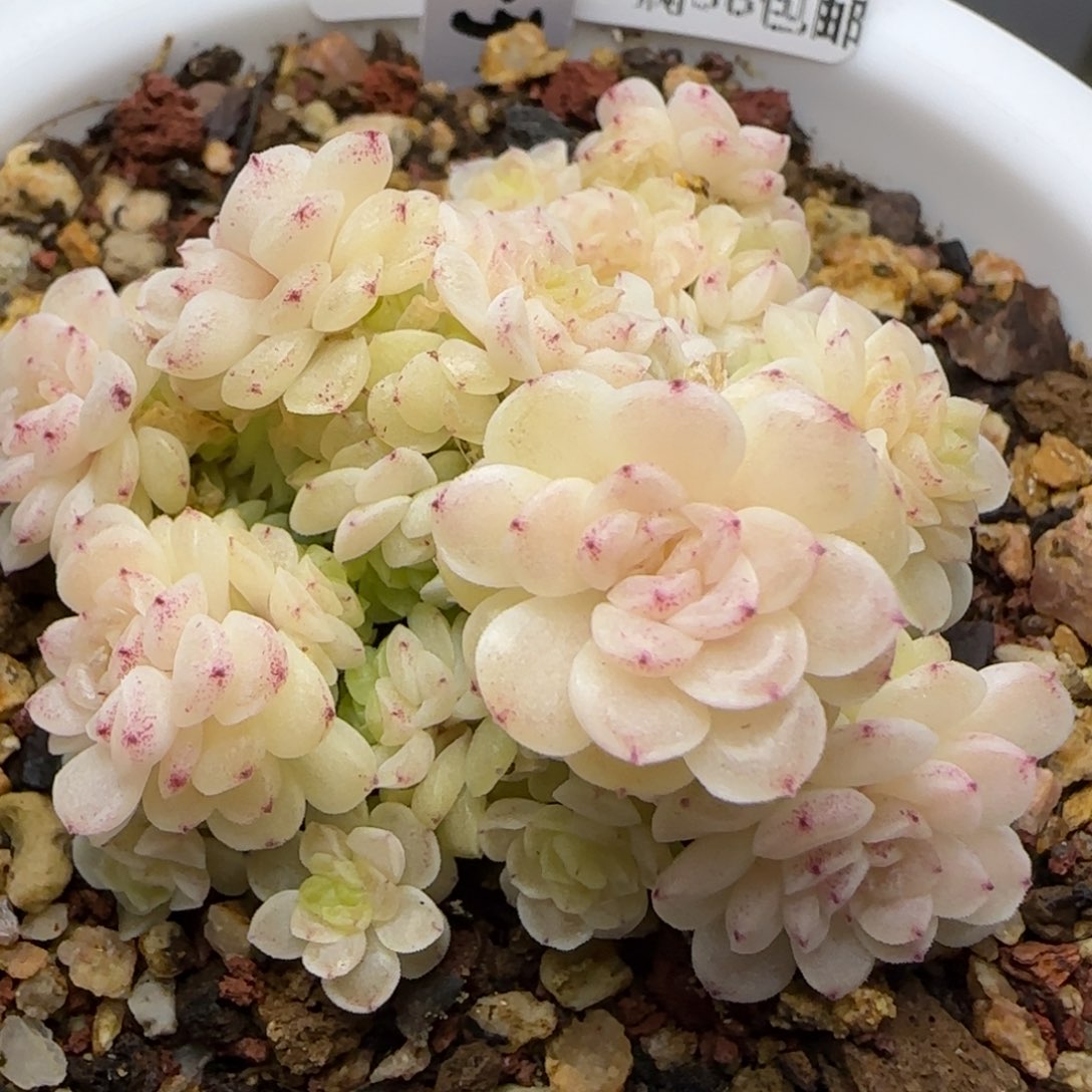 0216-190（HT-3）麦秆