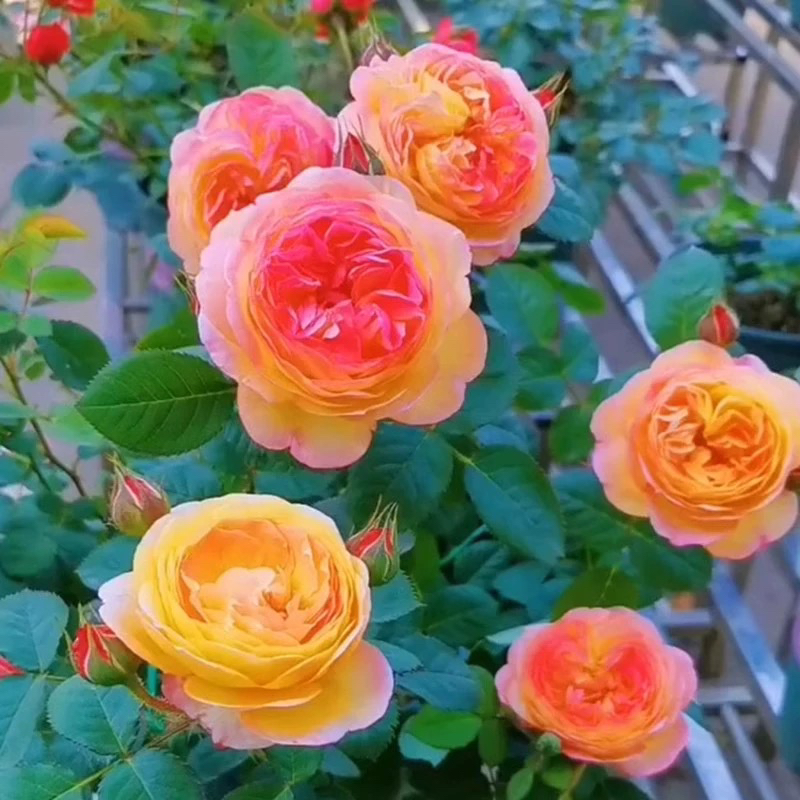 （顺丰发货）詹森大花浓香型丰花型藤本植物