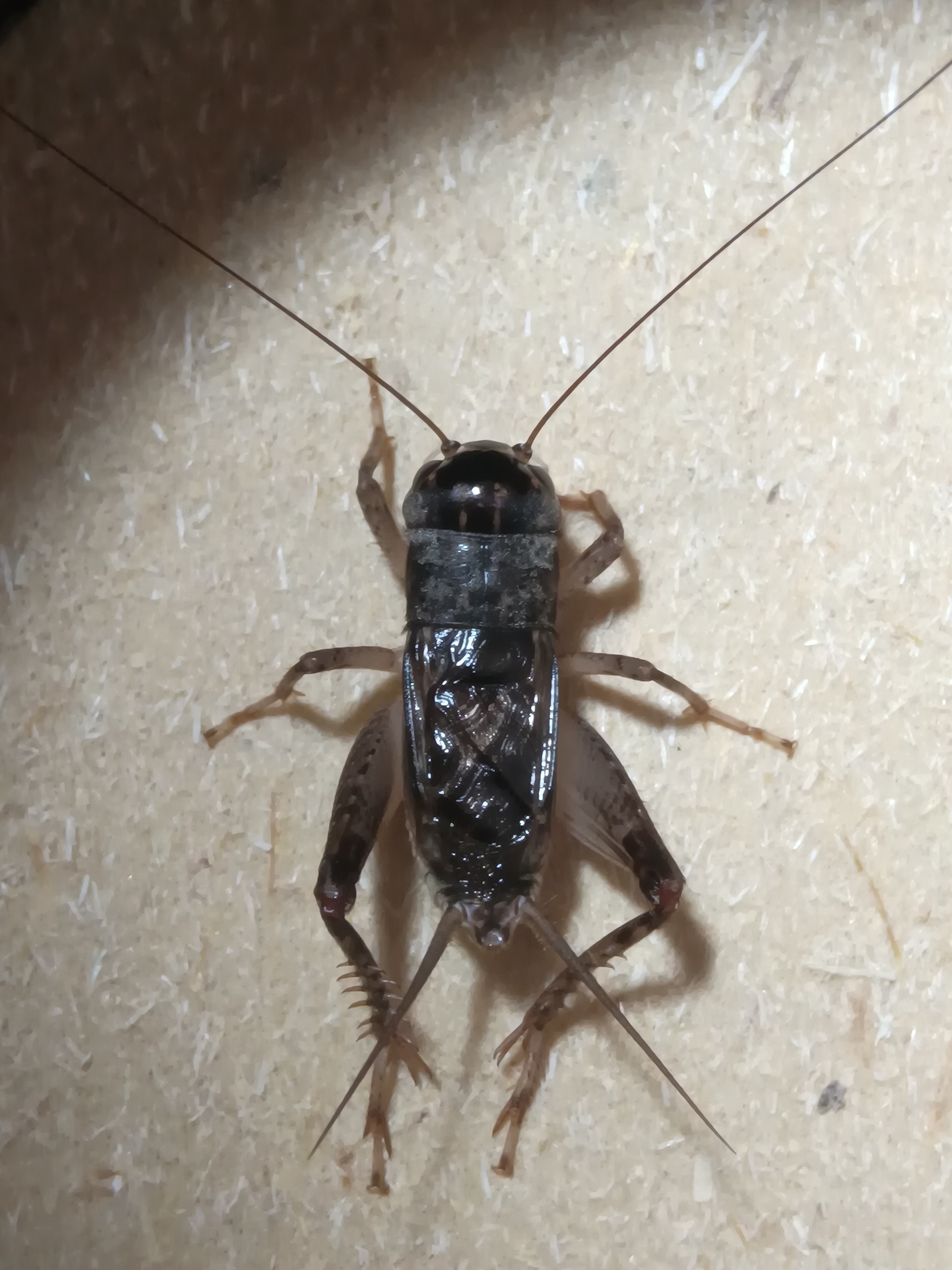 重口王头挑精品活体蟋蟀蛐蛐斗性强高级仿秋