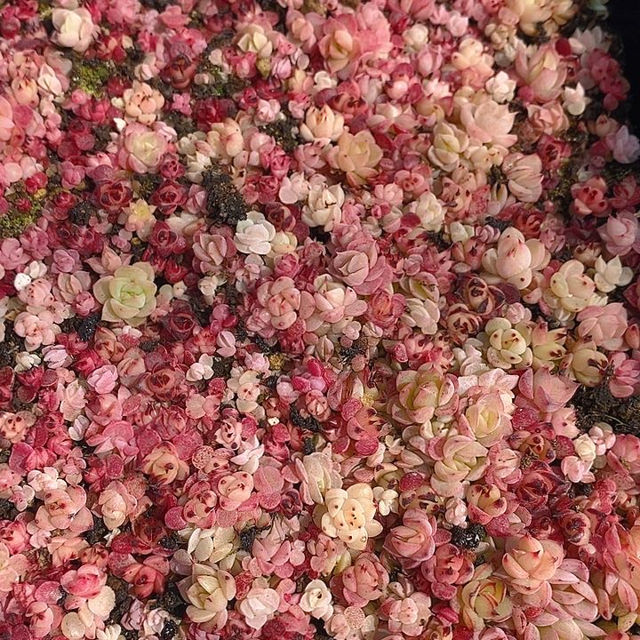 45 多肉植物盆栽花卉植物