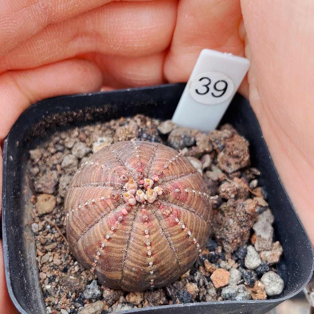 非偏远地区满25包邮仙人球