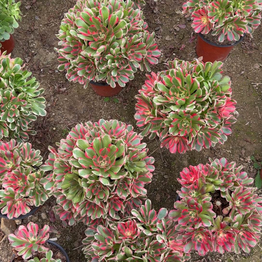 妖月一个。多肉植物