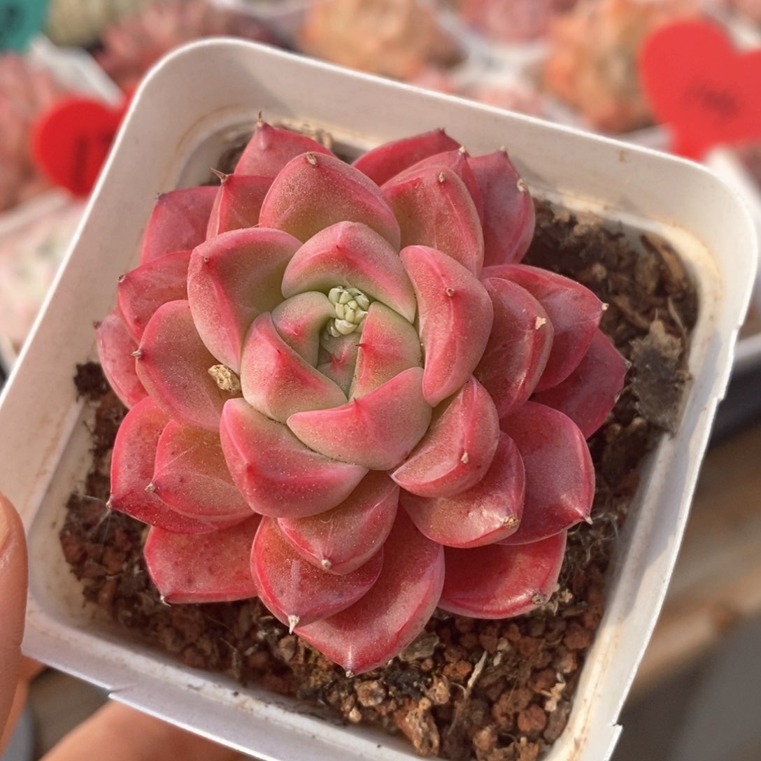 精品多肉一物一拍不包整51