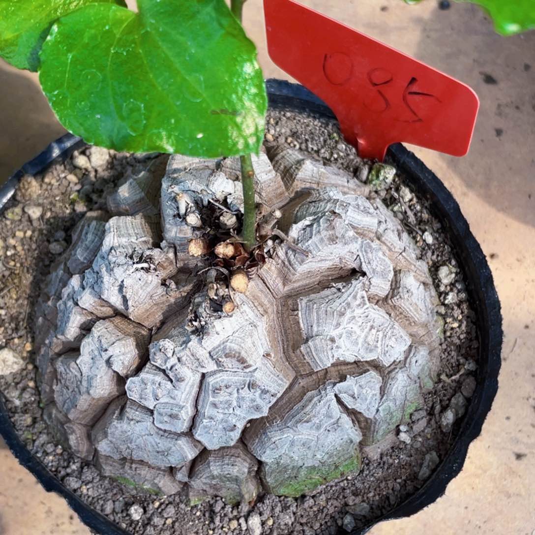 盆栽，龟甲龙10.5公分，福利