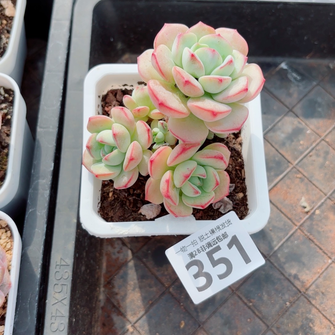 香草老桩多肉多肉多肉