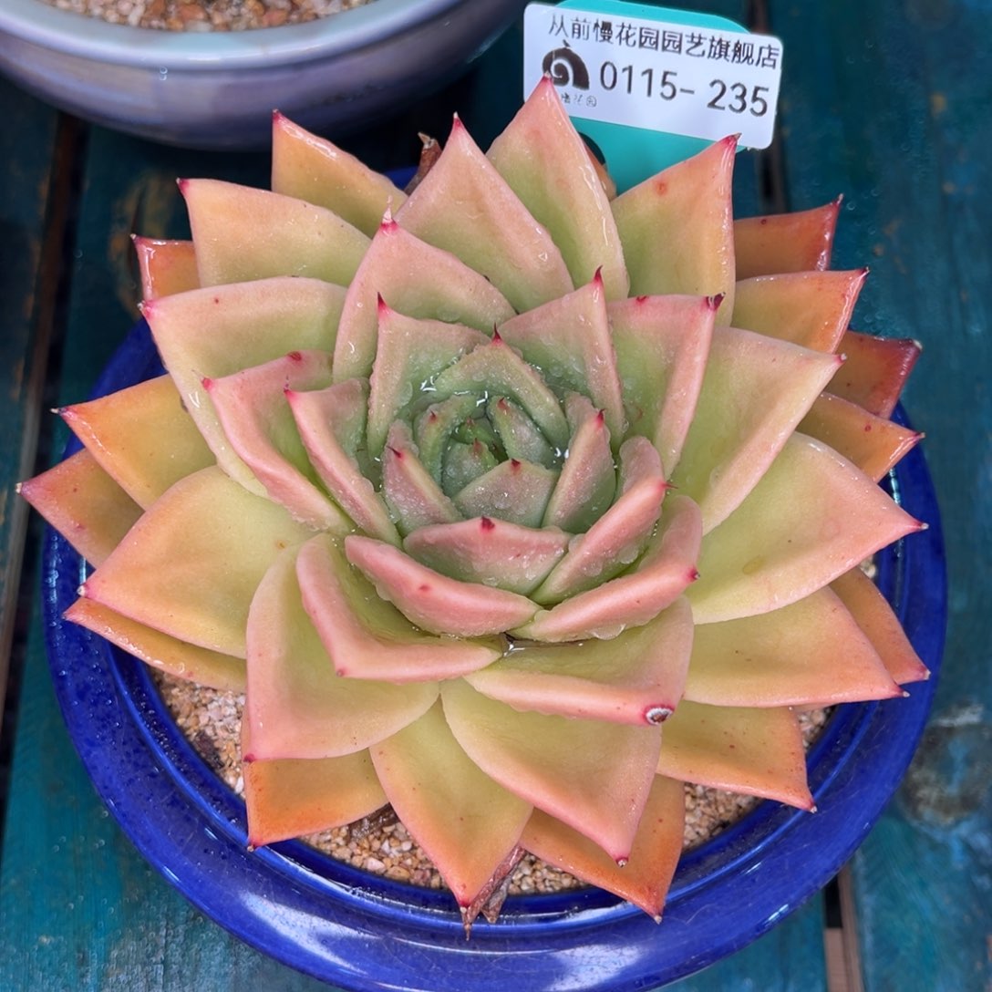 从前慢多肉精选编号0115.235