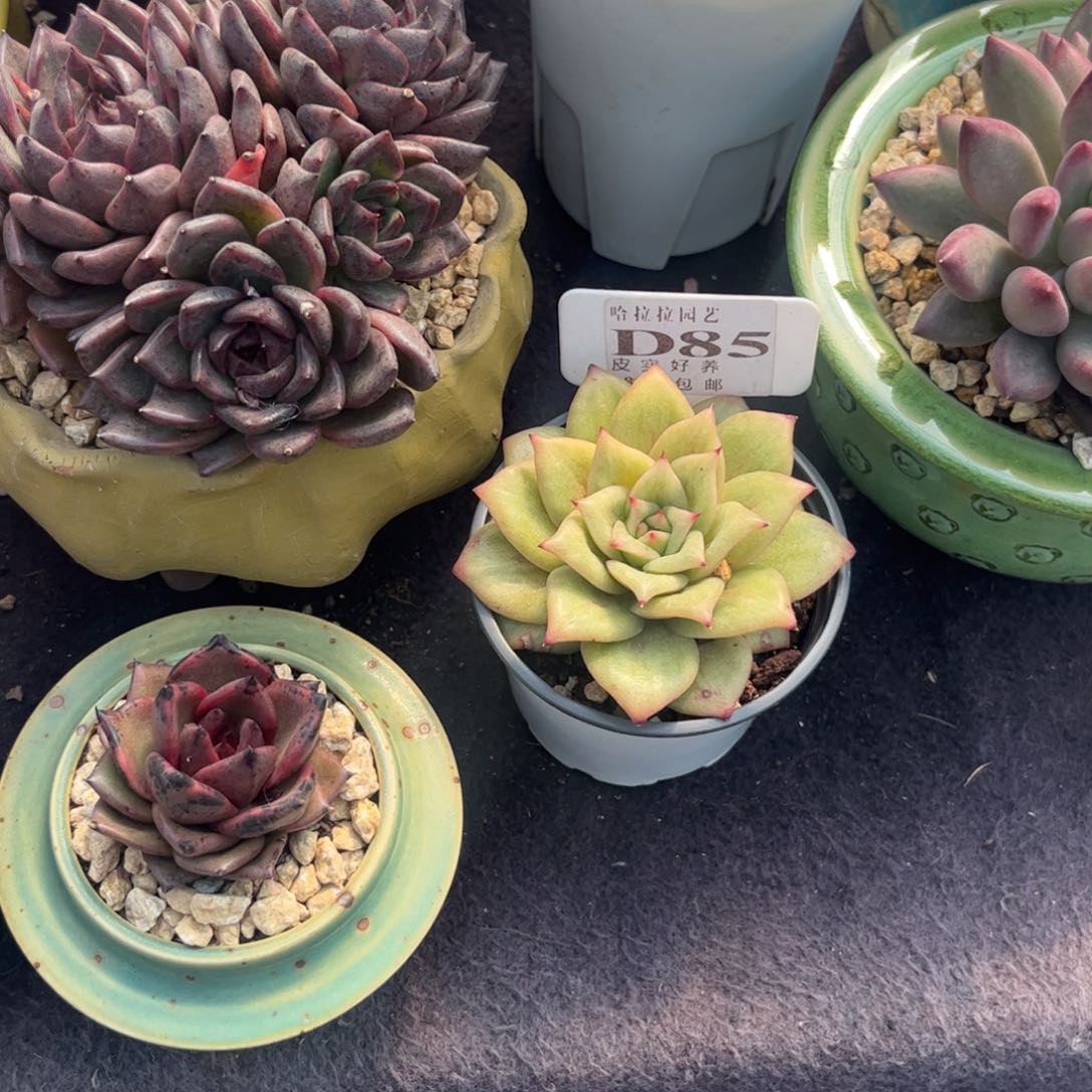 懂*多肉植物111111