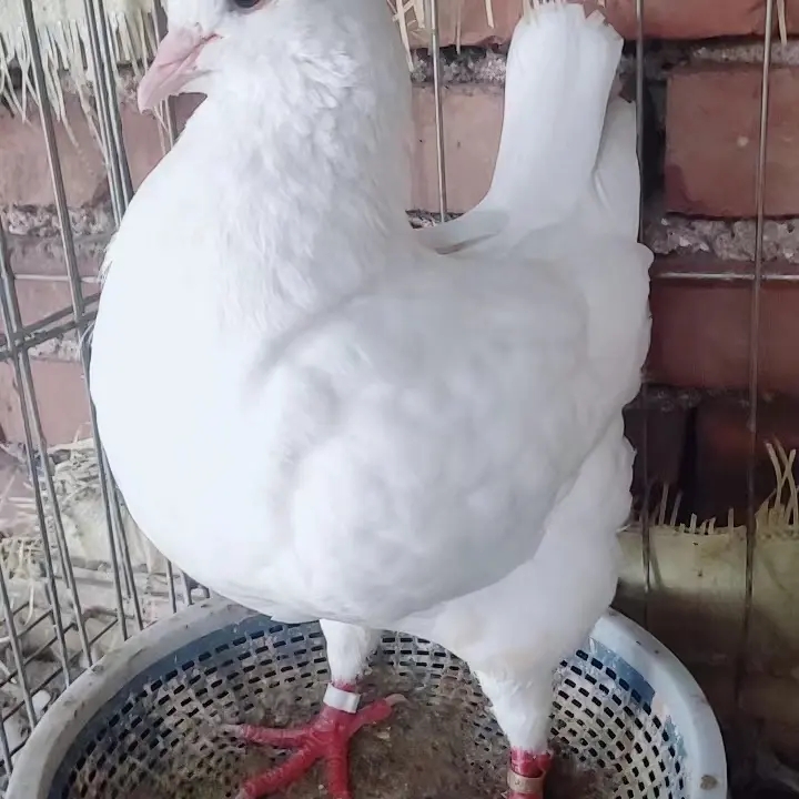 农家放养土鸽子现宰现发半净膛大鸽（直播间下单链接）