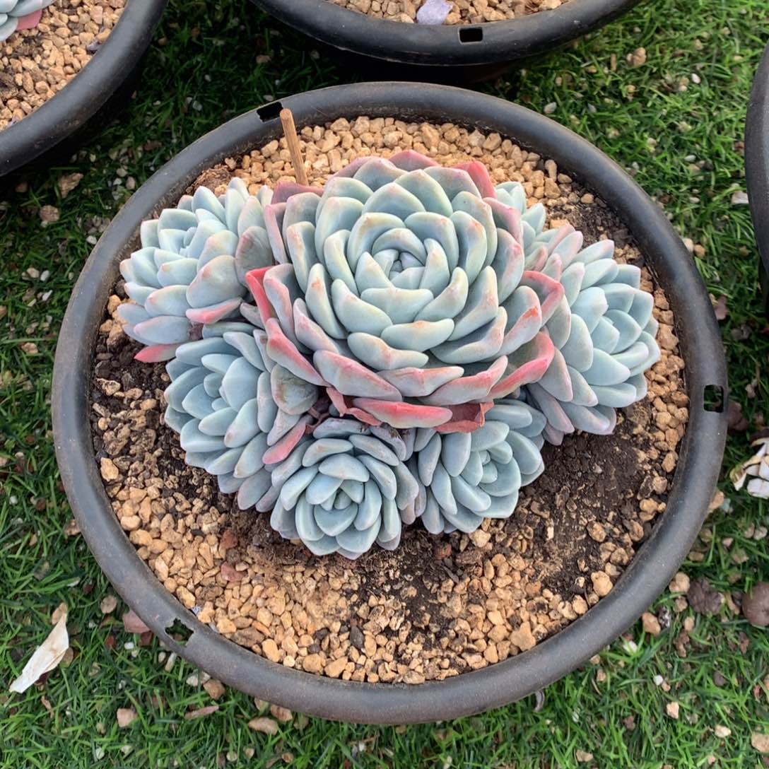 冰玉手捧多肉植物