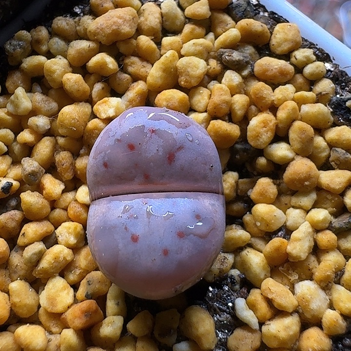 生石花22:：。  27号