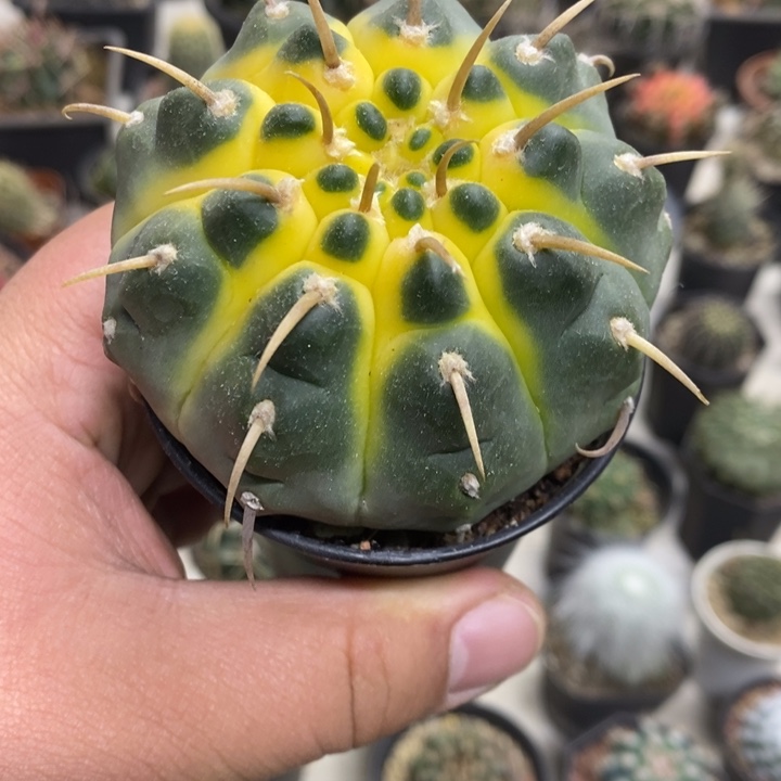 一本刺实生特价福利