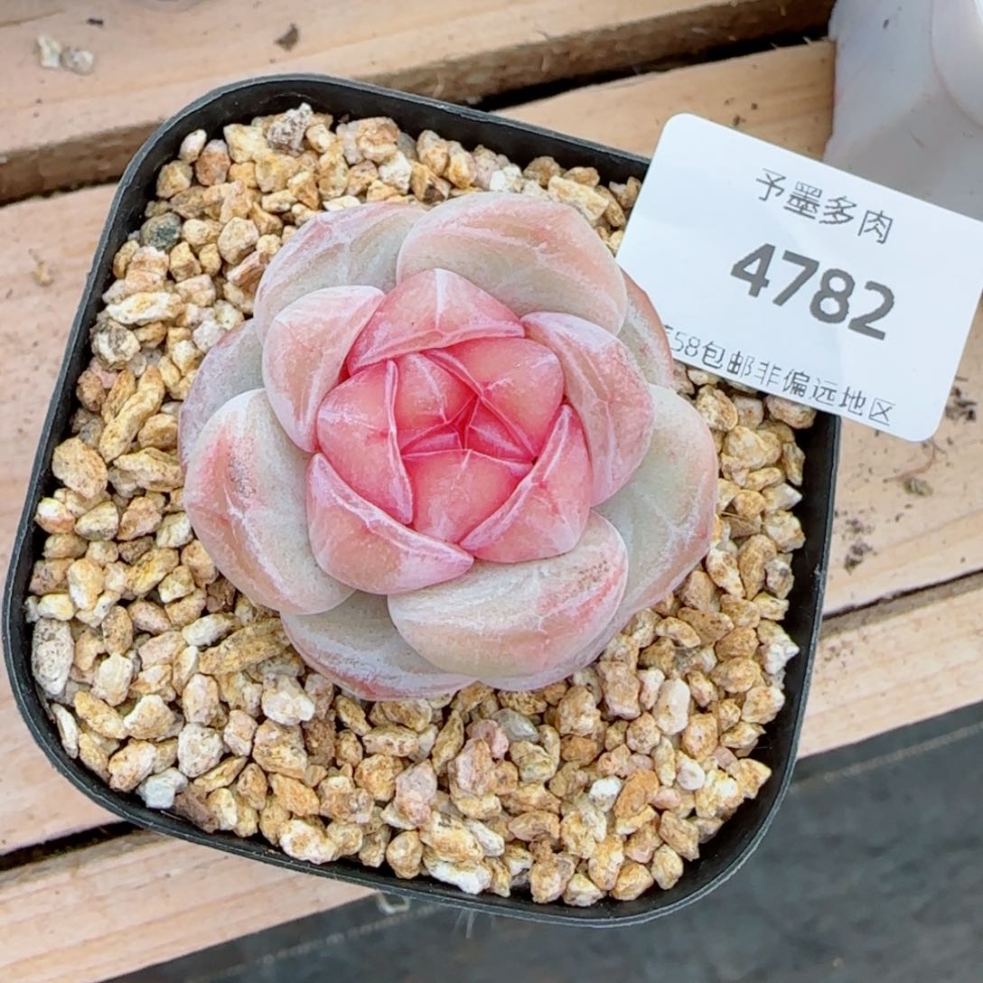 紫粉珍妮，4782多肉