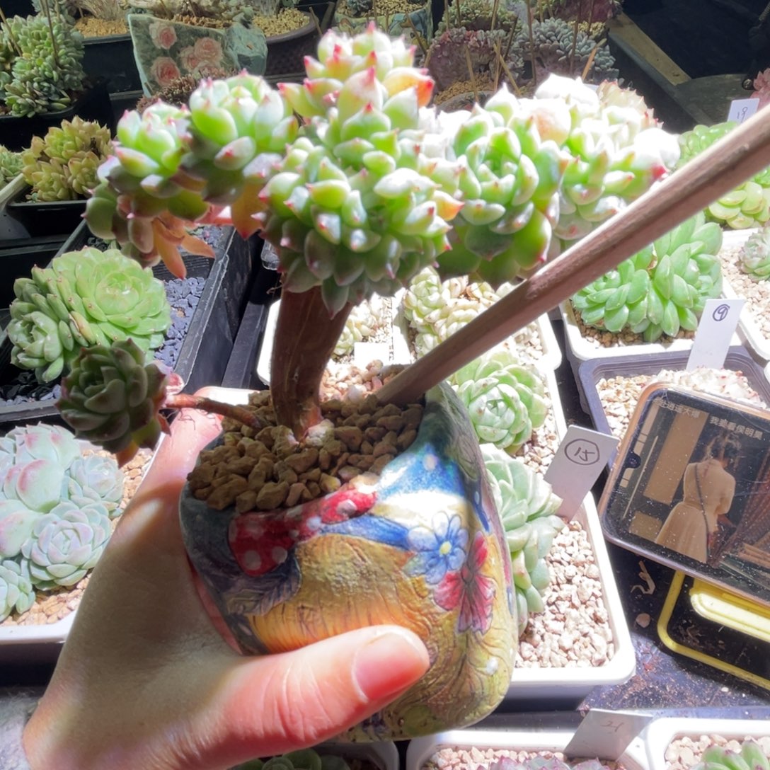 胖***橘橘多多哈哈哈哈哈