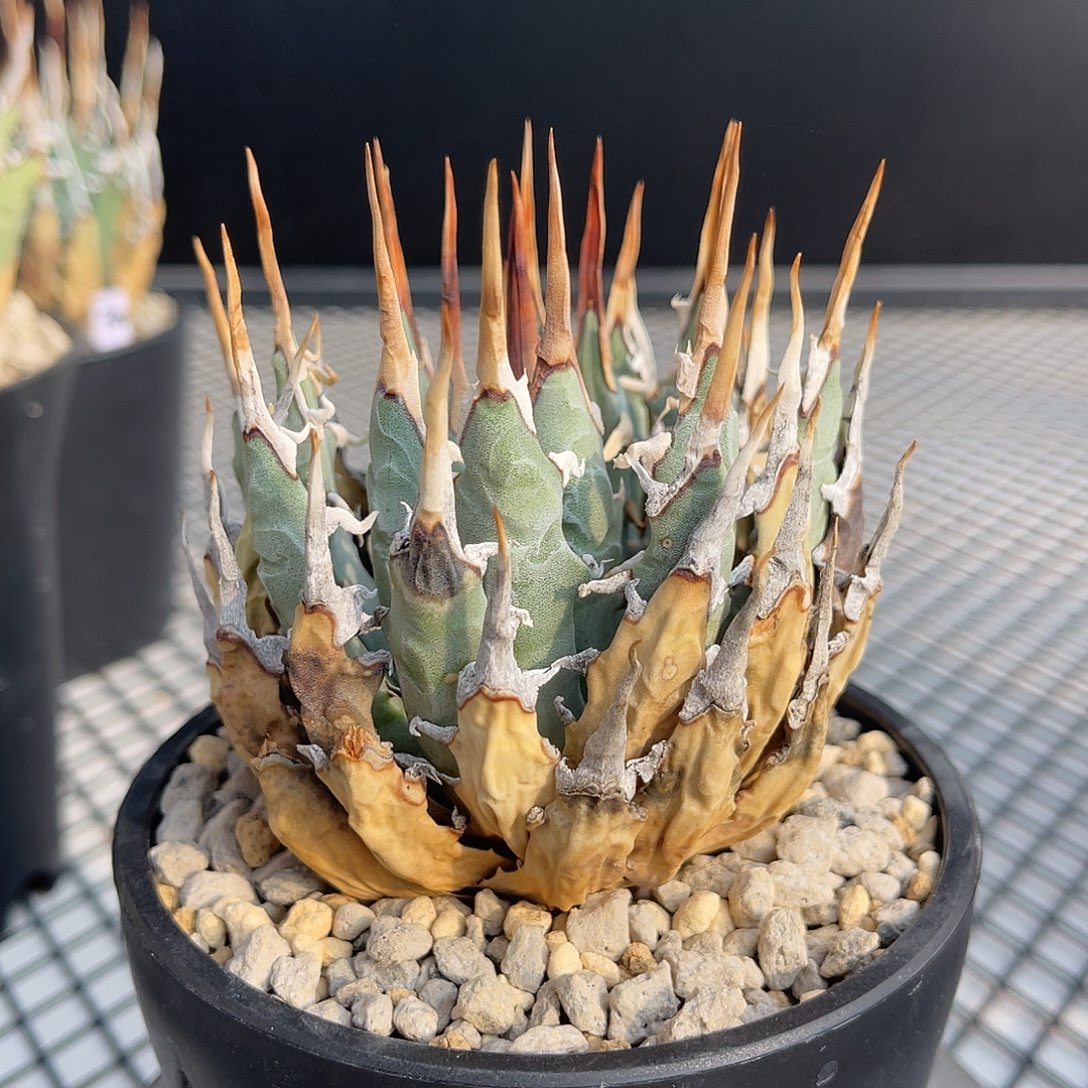 曲刺妖炎熟桩养定