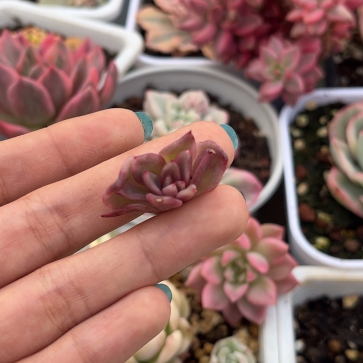 火焰山锦侧芽一颗价格