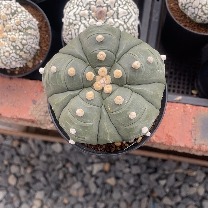 五复棱龟甲瑕疵特价