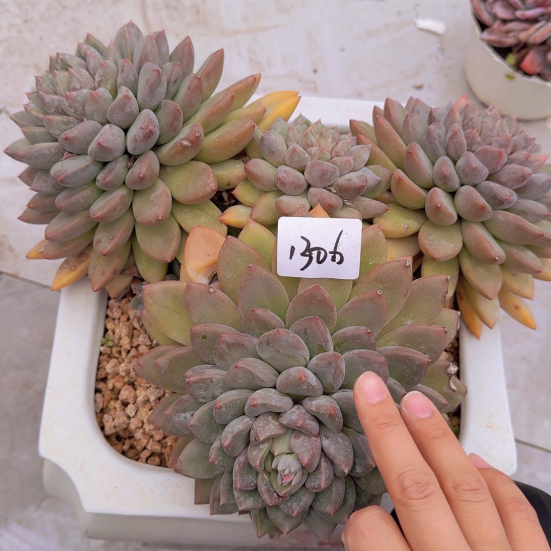 1306象牙多肉植物