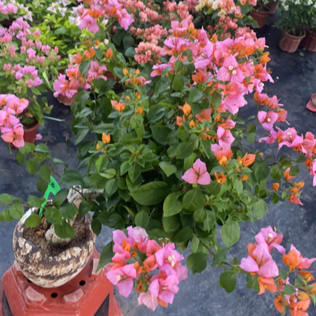 嫁接盆栽变色龙三角梅四季开花好养好养绿植杨阳阳