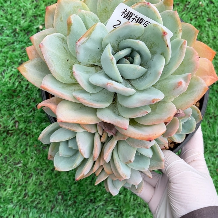 24-246凤橙多肉植物群福利