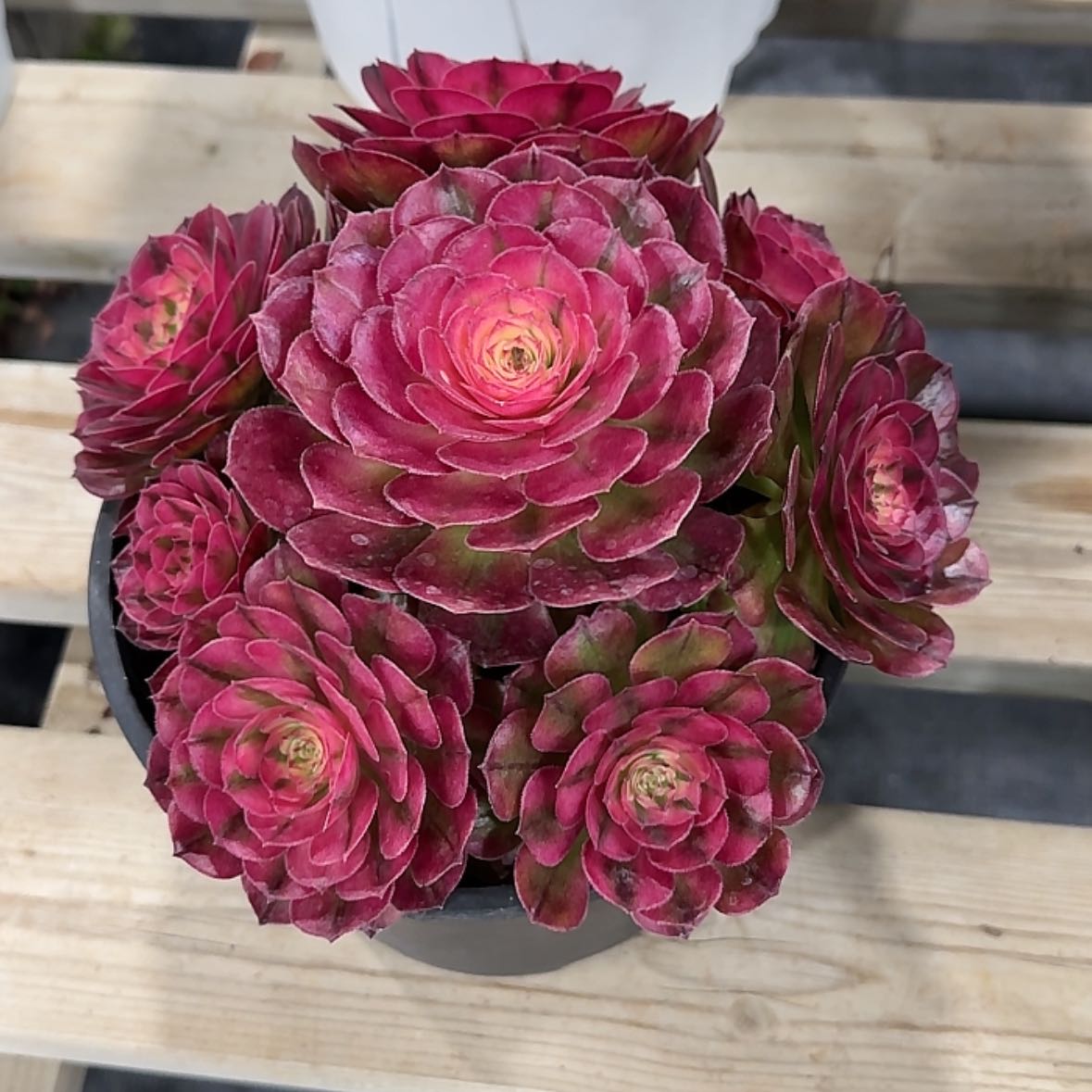 【闪购商品】法师多肉