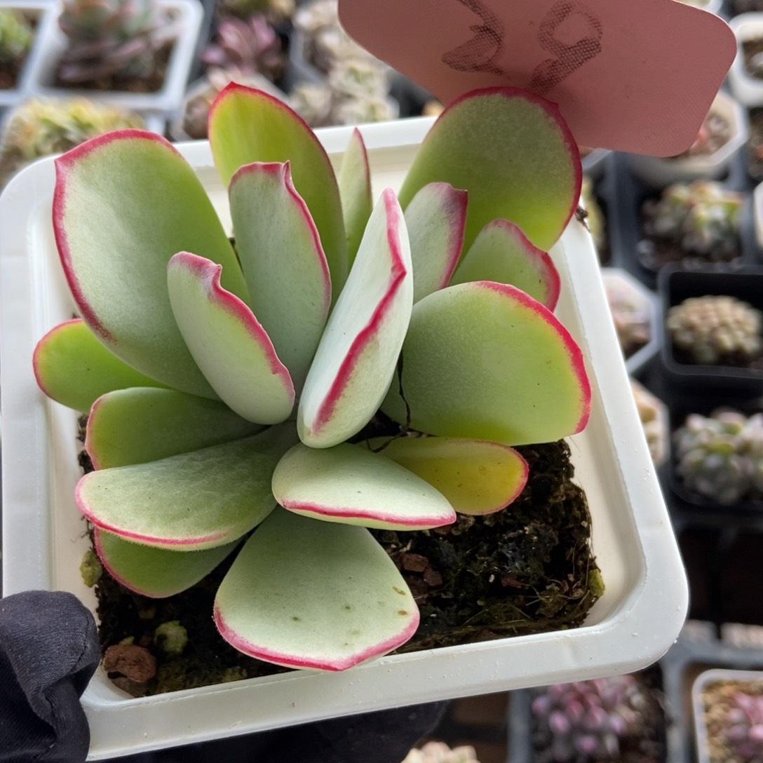 29白眉多肉植物保护