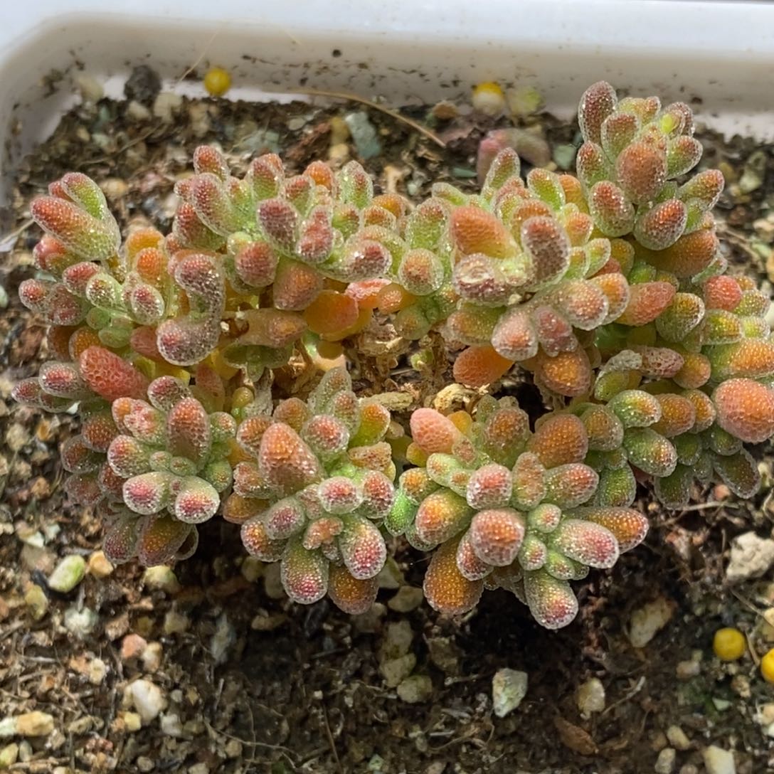 冰晶杂枝干番杏D075