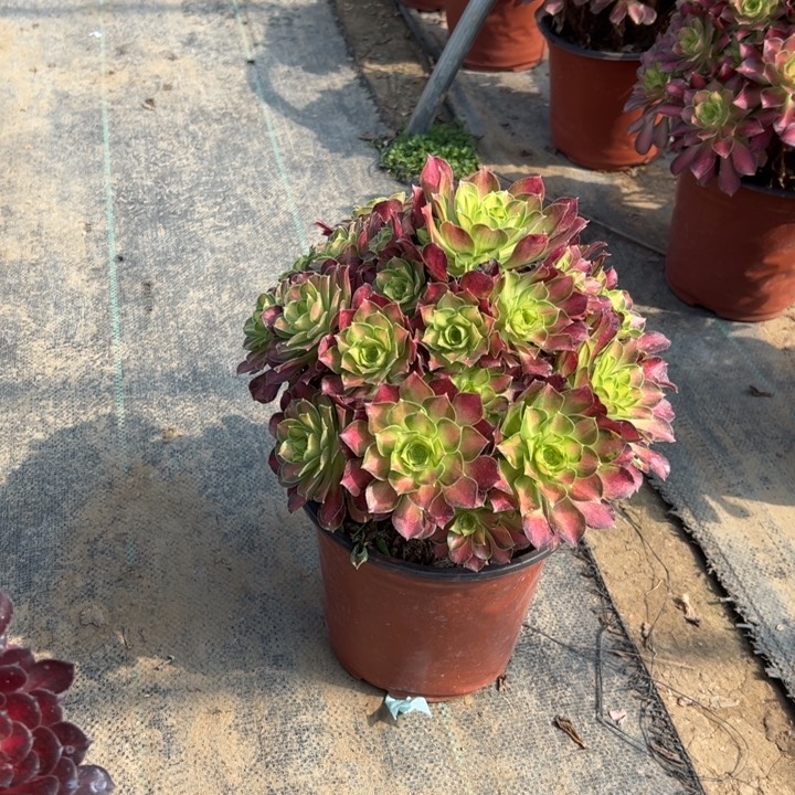 119多肉多肉多肉多肉多肉