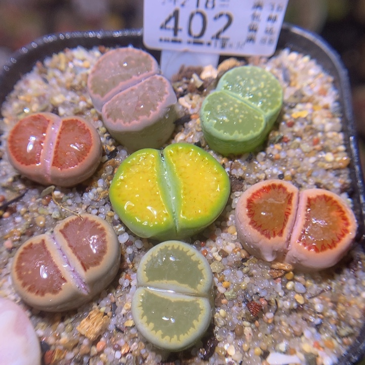 精品生石花218.402