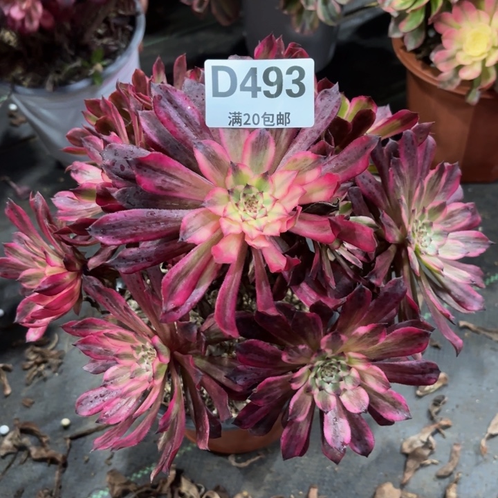 瑞妈一物一拍493