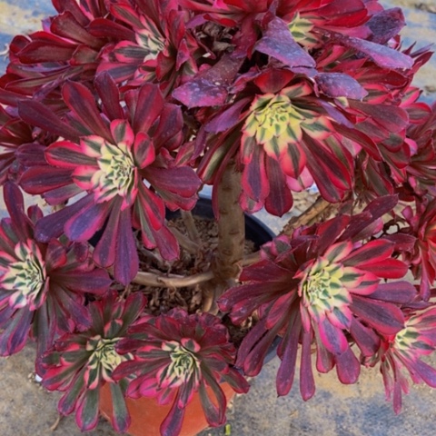 红同白多肉植物398多肉