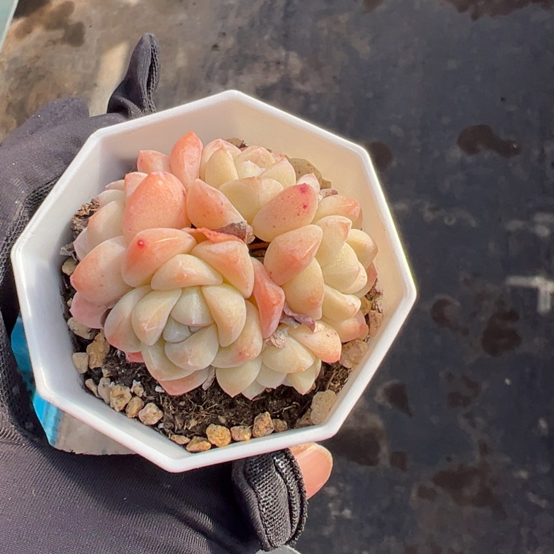 5头冰玉带盆发000000000