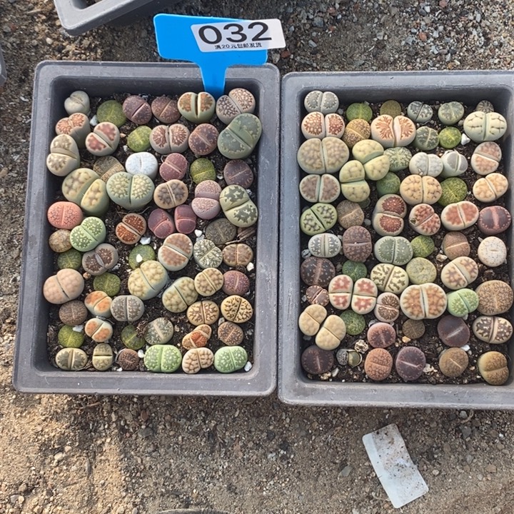L***a生石花等植物的生长032