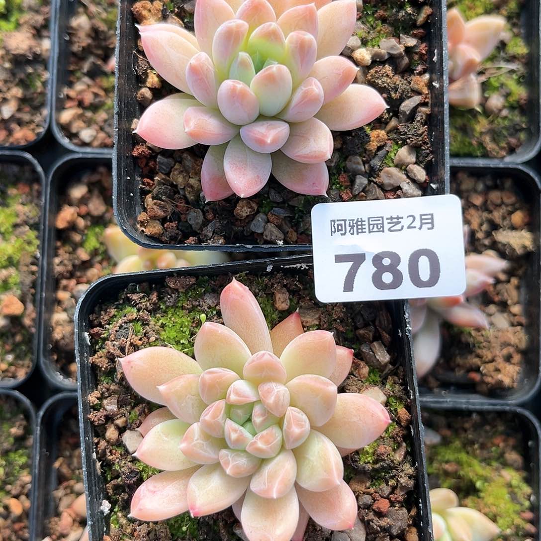 阿雅园艺。 不售后780