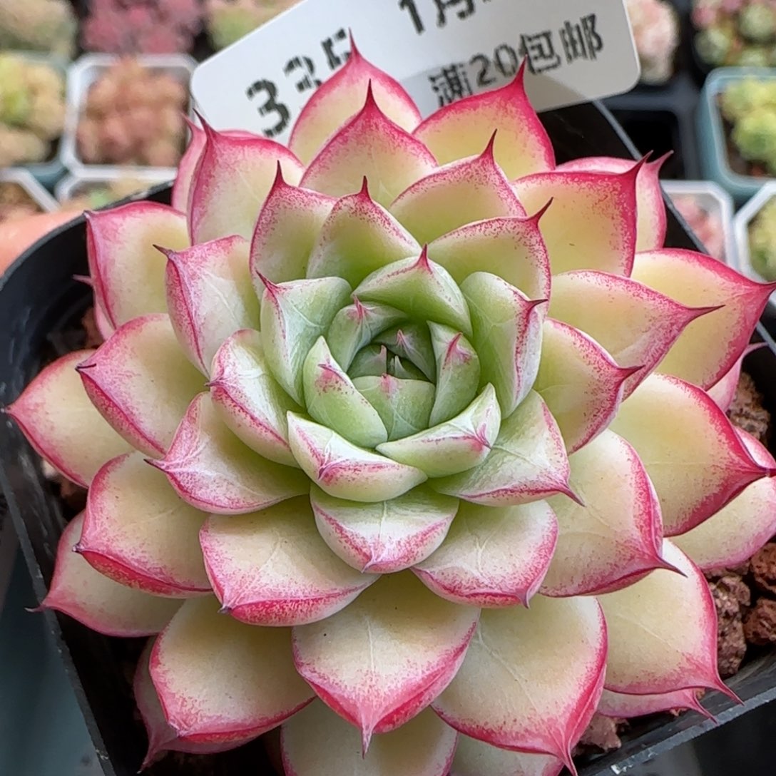 花语逸镜0126-335女王