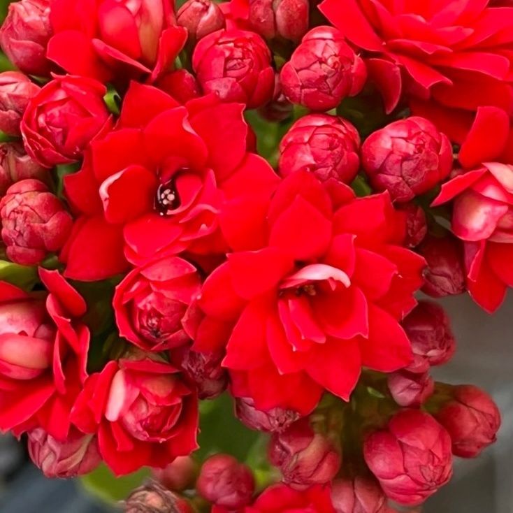 红骑士，110原盆原土