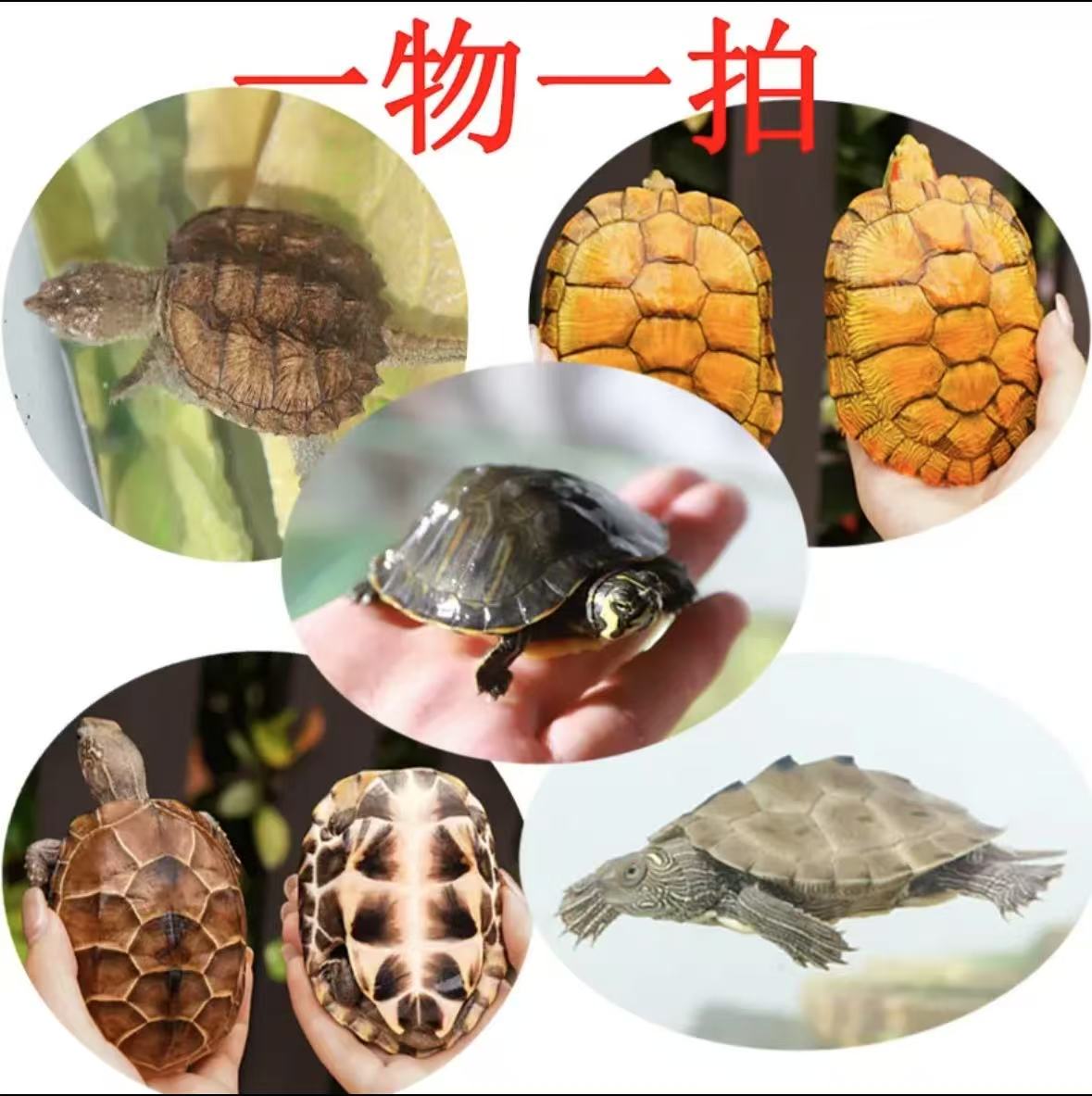 江西正宗外塘冷水母种乌龟批发鲜活甲鱼