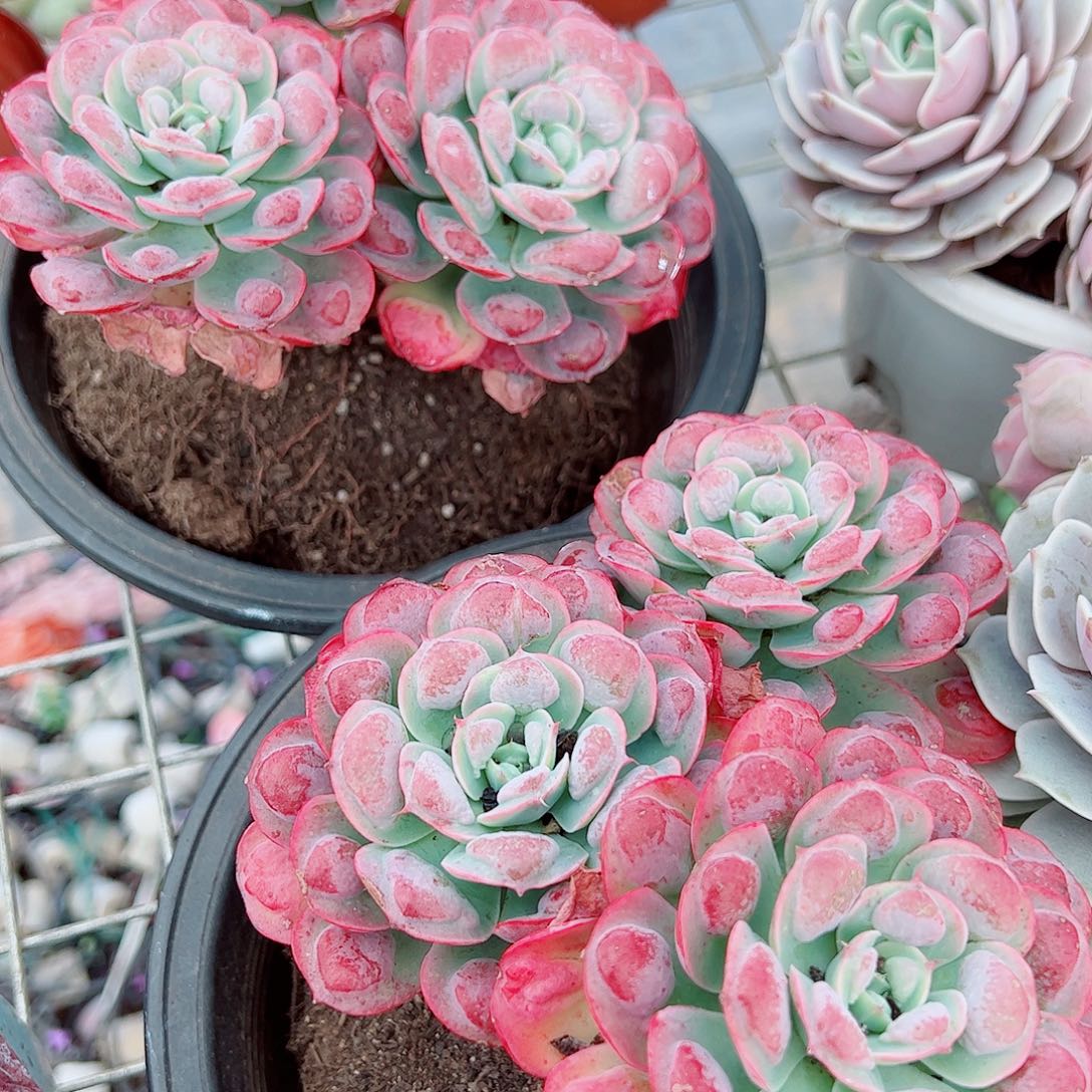 雨滴多头群生老桩特价