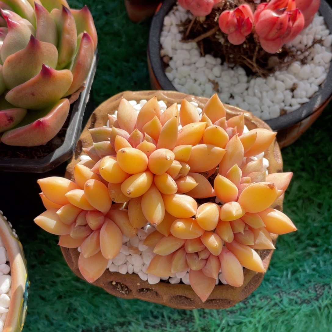 多肉植物盆栽多肉