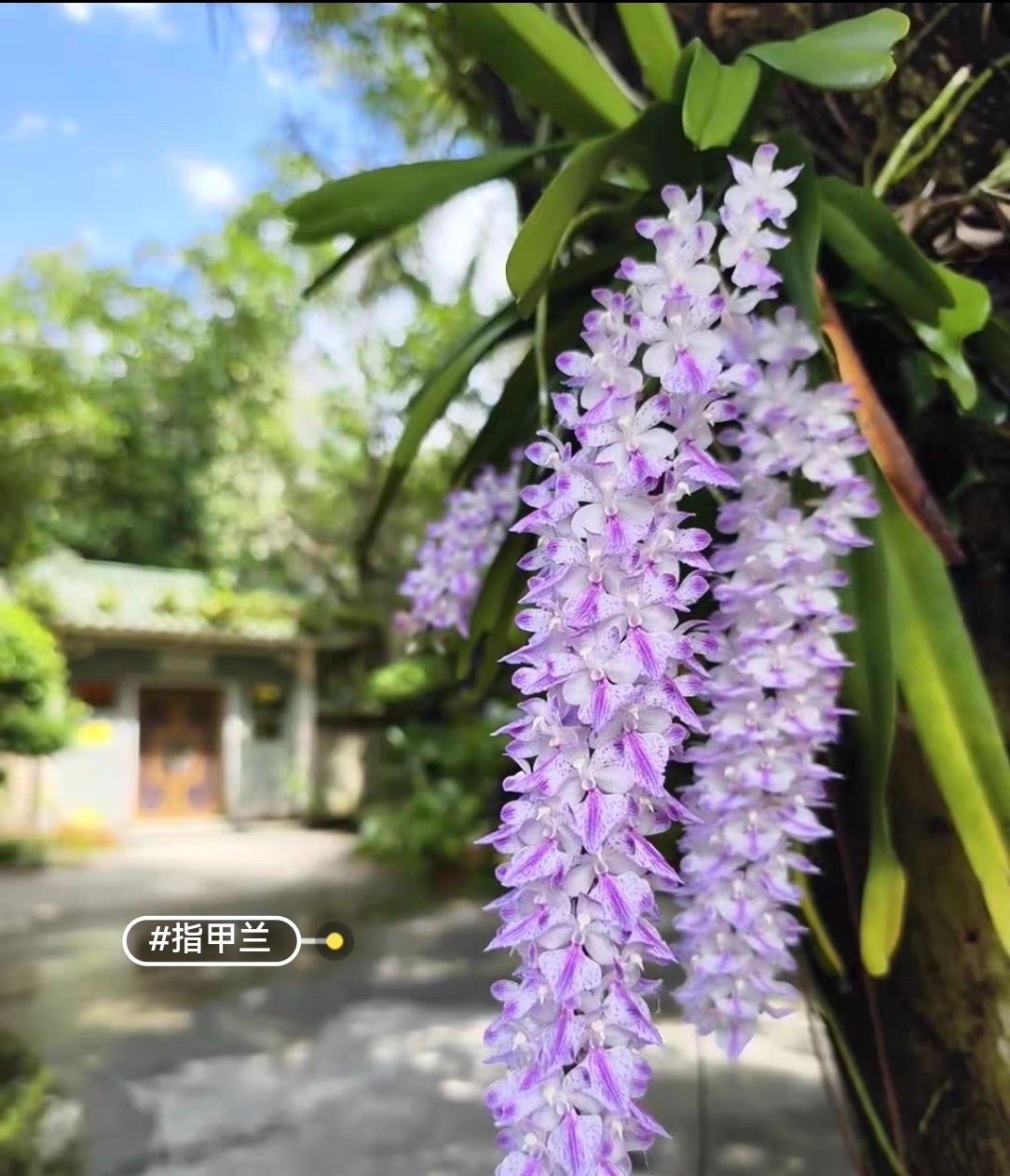 指甲兰爆花神器花香浓郁花色迷人 易养 花期4-6月直播间一物一拍