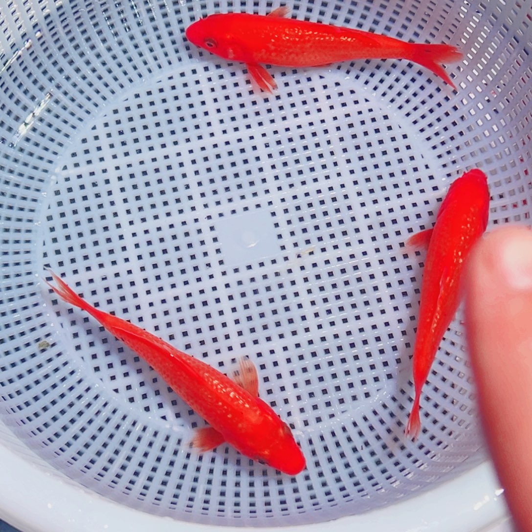 锦鲤锦鲤观赏鱼1111