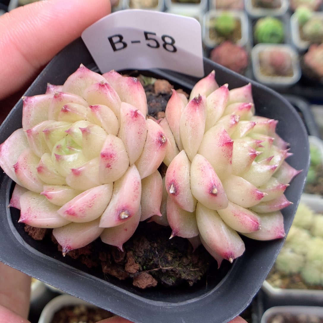 B58两颗，柿子多肉20包邮两天凑单