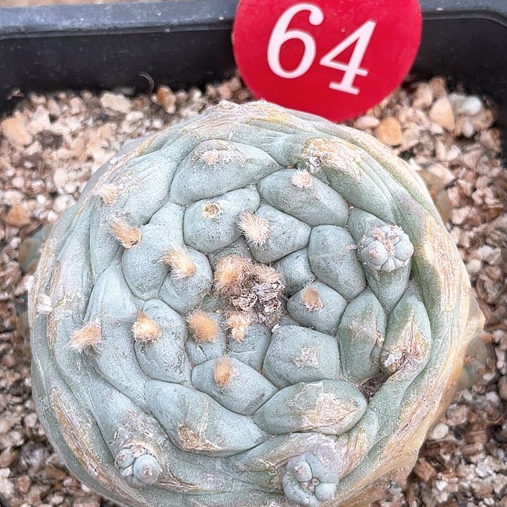 仙人球落地自根64