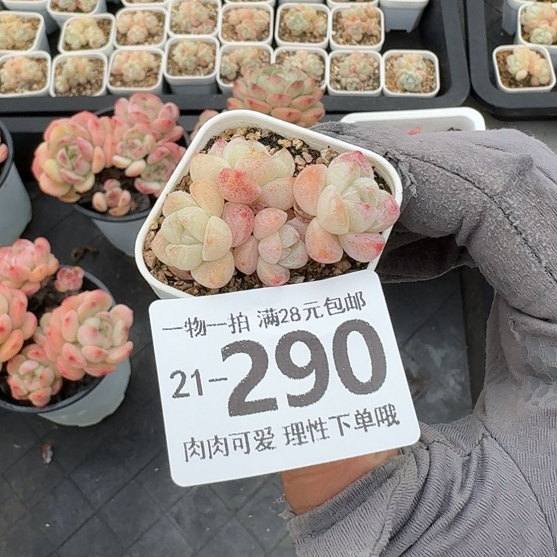 冰玉无盆土发货无盆土无