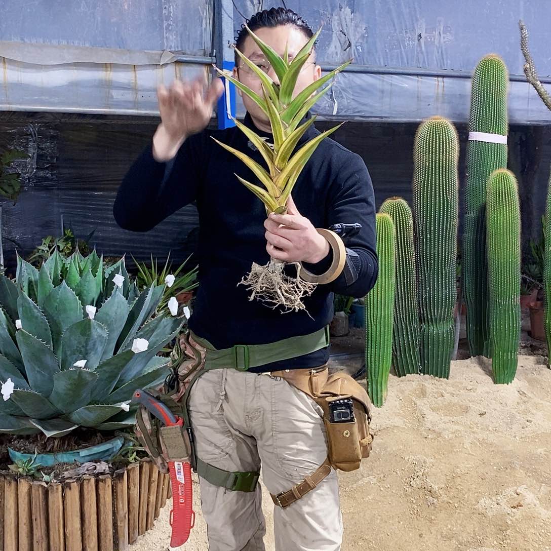 威力虎皮兰锦（小瑕疵）