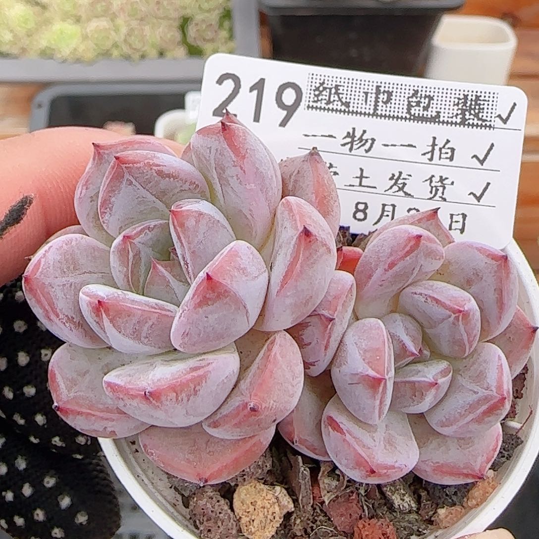 多肉0831-219暗纹系