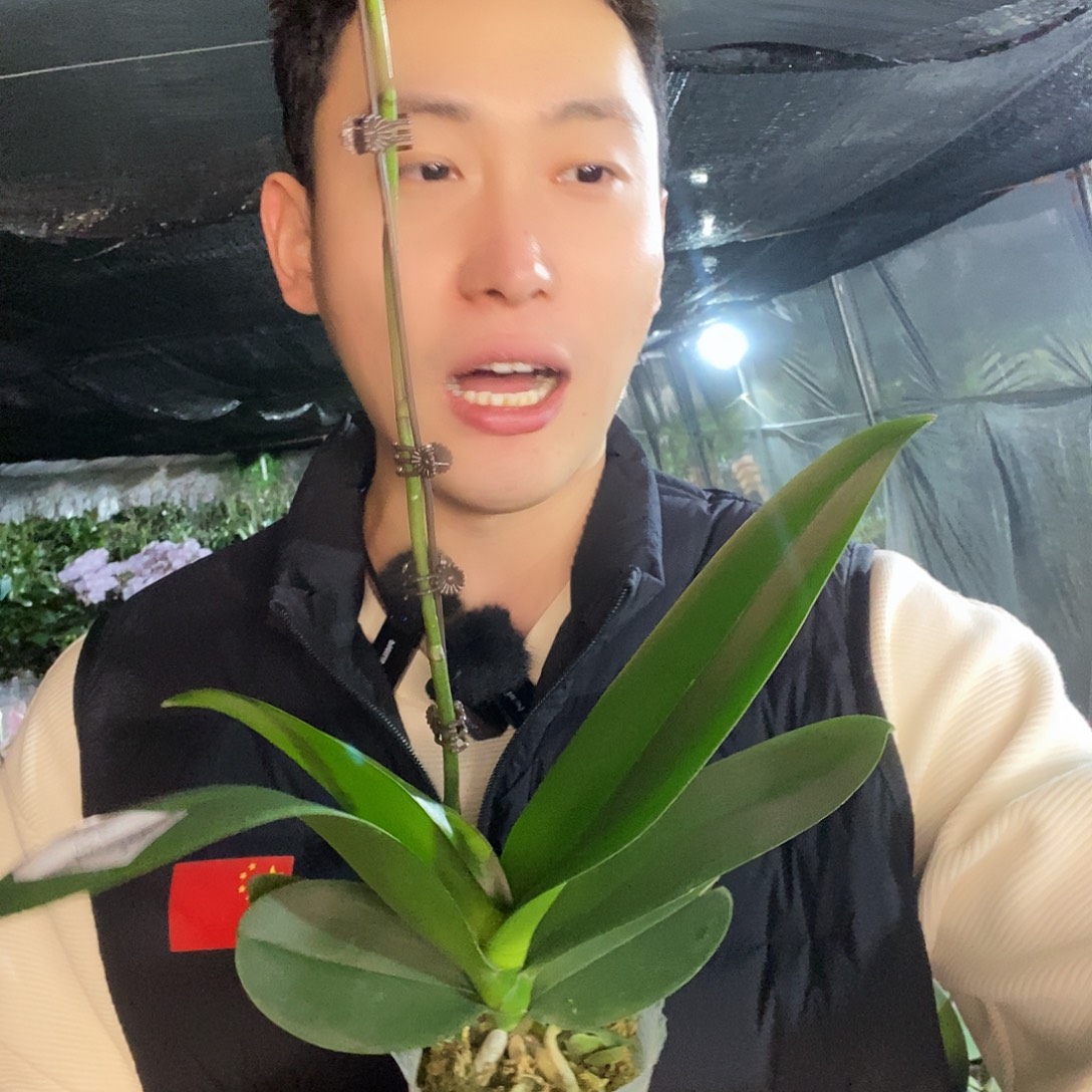 无花朵玛卡龙蝴蝶兰